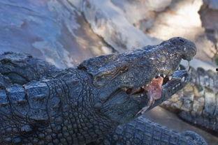 国产鳄鱼怎么养殖的视频,从视频中学到的养殖技巧与经验