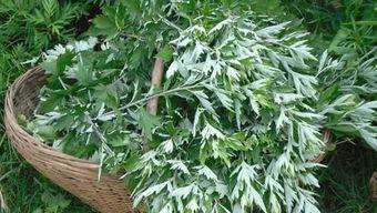 国产艾草精品视频在线