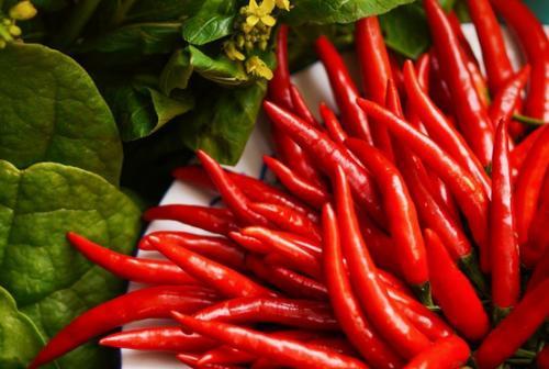 辣椒培育国产种子视频